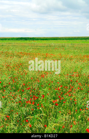 Mohnfeld unter bewölktem Himmel in Brittany France Stockfoto
