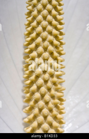 White Peace Lily (Spathiphyllum) eine Zimmerpflanze Blume Bilder Nahaufnahme sehr hochauflösendes vertikales Format in den USA Hi-res Stockfoto
