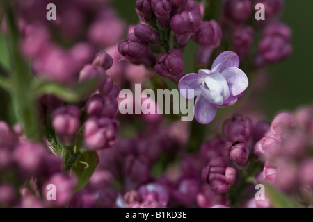 Gewöhnlicher Flieder Syringa vulgaris die violetten Blüten Unschärfe Hintergrund große hochauflösende Bilder horizontal in den USA hochauflösende Bilder in den USA hochauflösende Bilder Stockfoto