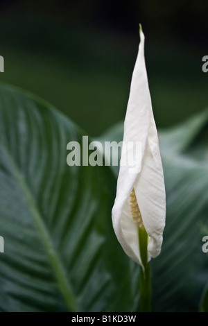 Weiße Friedenslilie Spathiphyllum Zimmerpflanze Blume Nahaufnahme Vorderansicht Unschärfe Hintergrund großes hochauflösendes vertikales Format in USA US Hi-res Stockfoto