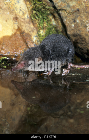 Wasser-Zähmung Neomys Fodiens am Wasser s Rand cornwall Stockfoto