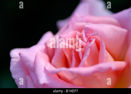 Nahaufnahme Foto einer Rose Blume Stockfoto