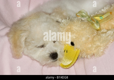 Bichon Frise Welpen schlafen. Stockfoto