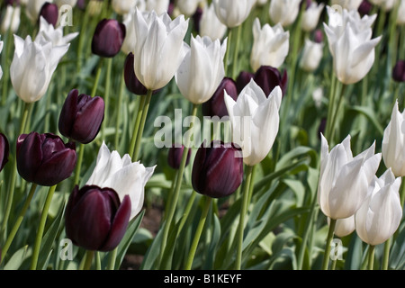 Blick von oben auf die Blumenwiese mit Tulpen Liliaceae ausdauernde weiße schwarze Blumen früh Frühling gemischte bunte natürliche Hintergrund Tapete Vielfalt Hi-res Stockfoto