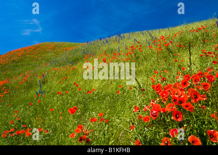 Mohnblumen auf Hügel in Südschweden. Stockfoto