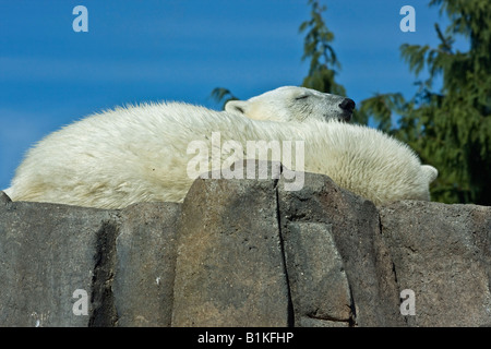 Zwei weiße Eisbären ruht auf Felsen ZOO Toledo Ohio USA Vereinigte Staaten von Amerika niemand wilde Tiere Stockfoto