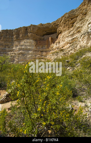 Saltbush bei Montezuma Castle National Monument, wo die Sinagua in der Klippe Wohnung 1200 bis 1400 lebten Stockfoto