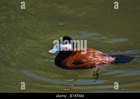 Männliche Ente Ruddy Ente Oxyura jamaicensis Vogel in der Wasserlandschaft Hi-res Stockfoto