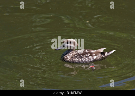 Ente marmorierter Teal Marmaronetta angustirostris Vogel in der Wasserlandschaft Hi-res Stockfoto