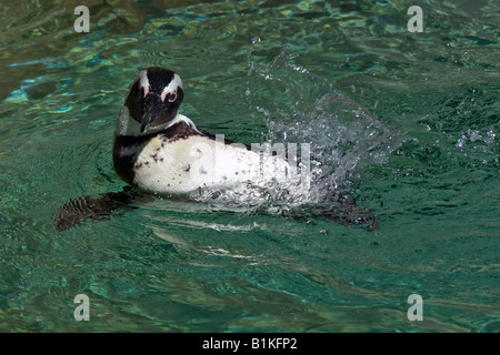 Afrikanischer Penguin Spheniscus demersus Wildtier schwimmt auf Wasser von oben Close Up ZOO Toledo Ohio in den USA USA niemand horizontal Hi-res Stockfoto