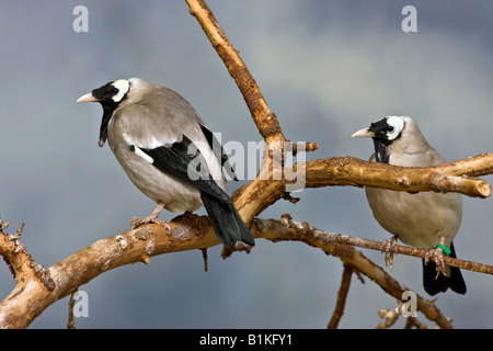 Wattled Starling Creatophora cinerea Nahaufnahme zeigt niemanden exotische Vögel, die in Ohio, USA, hochauflösende Vögel beobachten Stockfoto