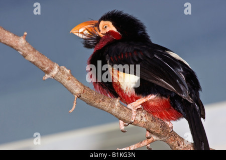 Bärtiger Barbet Lybius dubius ein exotischer Vogel Bilder Bilder Fotos große hohe Auflösung Nahaufnahme niedriger Winkel horizontal in den USA USA Hi-res Stockfoto