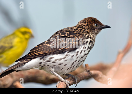 Weiblicher Amethyst Starling und Weißbauchkanarienvogel zeigen Niemand Birds Hi-res Stockfoto