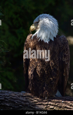 American bald Eagle ZOO Toledo Ohio USA USA niemand vertikal hochauflösende Bilder Stockfoto