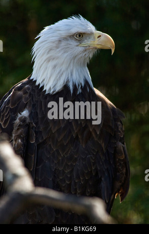 American bald Eagle ZOO Toledo Ohio USA USA USA USA niemand schließt Nahaufnahme vertikale Hi-res Stockfoto