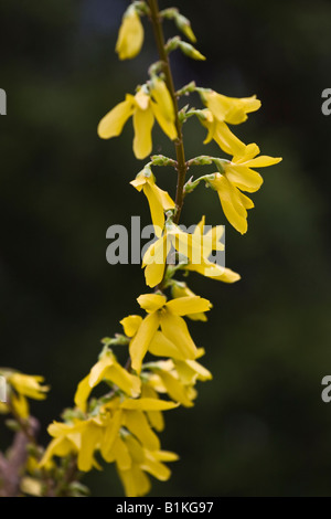 Forsythia intermedia Lynwood Gold Hecke Bilder Fotos Fotografie groß hochauflösend vertikales Format in USA US hochauflösend Stockfoto