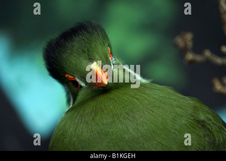 Weiße Wange Turaco Tauraco Leucotis Hi-res Stockfoto