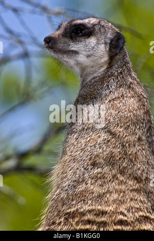 Meerkat Suricata suricatta Toledo ZOO in Ohio USA USA USA USA niemand auf verschwommenem Hintergrund Nahaufnahme Nahaufnahme Fotos vertikal hochauflösende Bilder Stockfoto