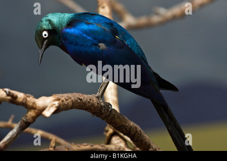 Golden Breasted Starling Cosmopsarus regius Nahaufnahme Details zeigen niemanden exotischen Vogel, der Hi-res beobachtet Stockfoto