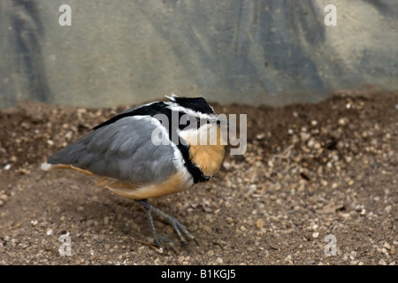 Ägyptisches Plover-Krokodil Pluvianus aegyptius ein exotischer Vogel Bilder Bilder Bilder von oben im ZOO Toledo Ohio in den USA Hi-res Stockfoto