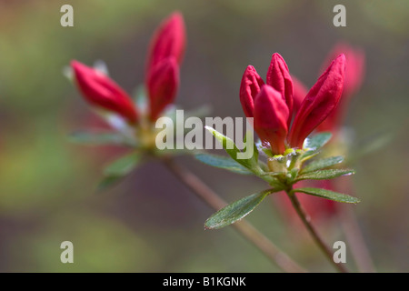 Roter Rhododendron-Azaleenstrauch, eine Blume von oben, Bilder, Fotos, Fotografie, Verkauf auf Alamy, horizontal in den USA, US, hochauflösend Stockfoto