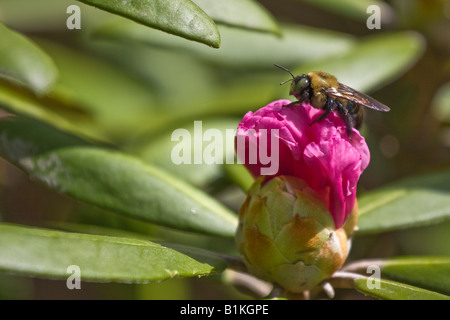 Rote Rhododendron Blütenknospe mit Honey Bee Flora blühend künstlerisch Nahaufnahme Niemand keiner American Park Spring Time is endlich Here USA Hi-res Stockfoto