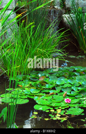 Lanscaping natürlichen Stein Teich mit Wasserpflanzen und Seerosen Stockfoto