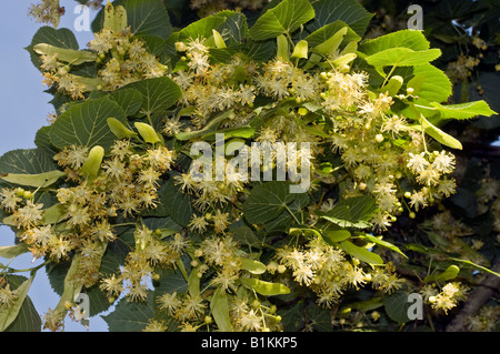 Baum Lindenblüten, Indre, Frankreich. Stockfoto