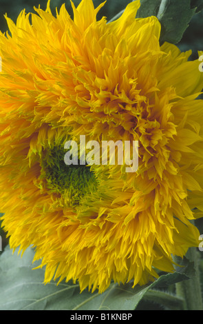 Helianthus Annuus "Titanic" (Sonnenblume) Stockfoto