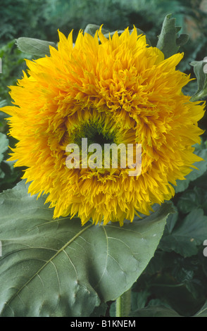 Helianthus Annuus "Titanic" (Sonnenblume) Stockfoto
