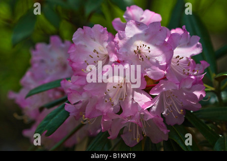 Pink Prince yakushimanum rhododendron Blumen Nahaufnahme American Public Park Ohio in USA USA USA verschwommener Hintergrund Nahaufnahme horizontale Hi-res Stockfoto