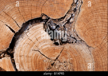Close-up aus Holz Textur, Jahresringe. Stamm. Stockfoto