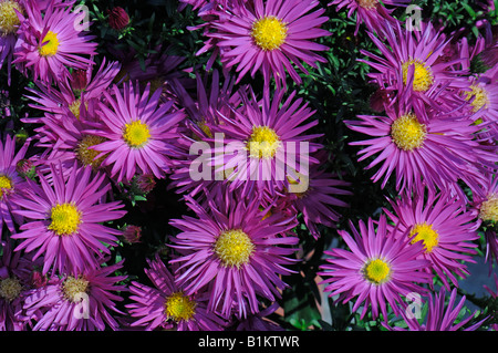 New York Aster, Bergaster (Aster Novi-Belgii, Symphyotrichum Novi-Belgii), Blumen Stockfoto