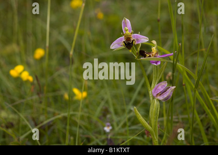 Biene Orchidee in Sevenoaks, Kent, UK Stockfoto
