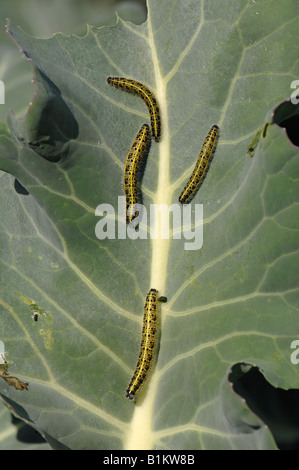 Großer Kohlweißling (Pieris Brassicae), Raupen im Kohlblatt Stockfoto