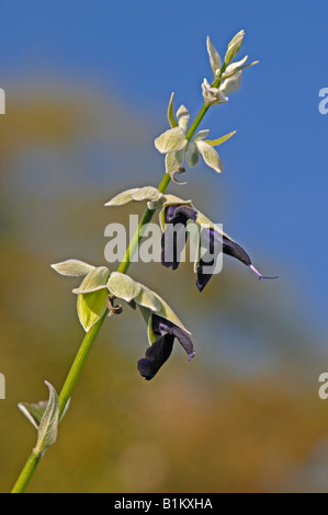 Griechischer Salbei, türkische Salbei (Salvia Fruticosa), Zweig mit Blüten Stockfoto