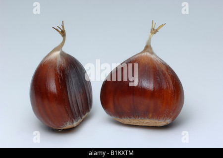 Spanische Kastanie, Edelkastanie (Castanea Sativa), essbaren Kastanien Studio Bild Stockfoto