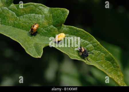 Asian Lady Beetle (Harmonia Axyridis). Puppe (links), junge Puppe (Mitte) und Larve (rechts) Stockfoto