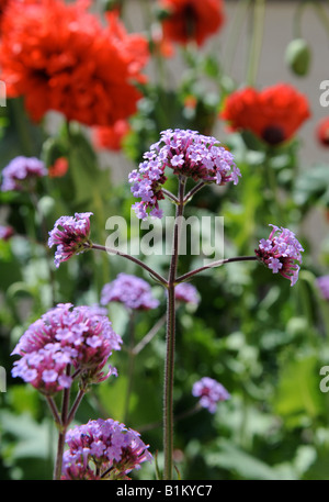 DIE PFLANZE VERBENA BONARIENSIS UNTER MOHNBLUMEN IN EINER ENGLISCHEN COTTAGE-GARTEN-UK Stockfoto