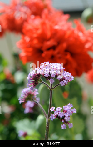 DIE PFLANZE VERBENA BONARIENSIS UNTER MOHNBLUMEN IN EINER ENGLISCHEN COTTAGE-GARTEN-UK Stockfoto