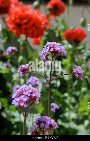 DIE PFLANZE VERBENA BONARIENSIS UNTER MOHNBLUMEN IN EINER ENGLISCHEN COTTAGE-GARTEN-UK Stockfoto