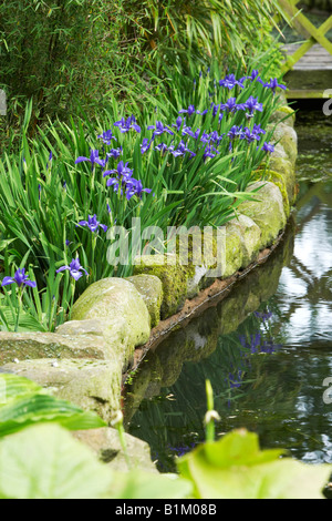 Japanische Wasser Iris neben Gartenteich auf einer Kurve Stockfoto