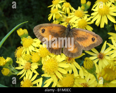 Gatekeeper Schmetterling auf Kreuzkraut, auch bekannt als Hecke braun Schmetterling. Stockfoto