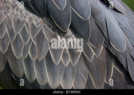 Feder Detail Natur natürliche Schuhschnabel Storch Schuh Bill Vogel Uganda Stockfoto