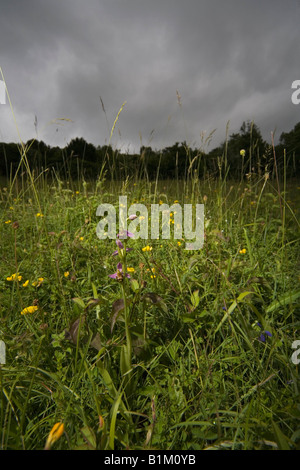 Biene Orchidee in Sevenoaks, Kent, UK Stockfoto