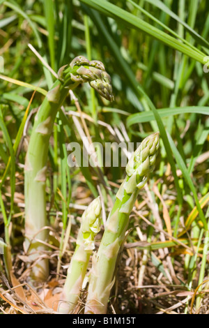 Triebe von frischen, wilden Spargel pop-up auf einer Wiese. Stockfoto