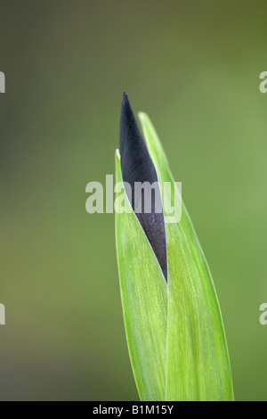Japanische Wasser Iris, Iris Laevigata in Knospe an einem Teich-Seite Stockfoto