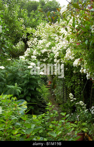 Achillea Grandifolia in einen Bauerngarten mit rose Rambling Rector Stockfoto