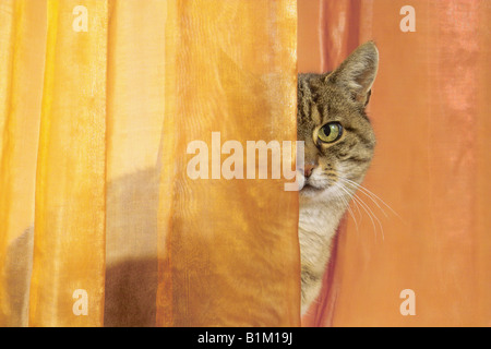 Hauskatze hinter Vorhang Stockfoto