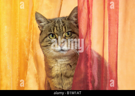 Hauskatze hinter Vorhang Stockfoto